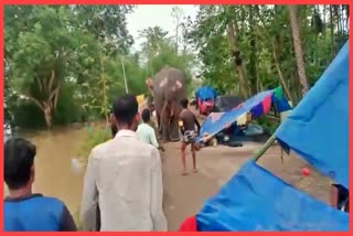 wild-elephants-arrive-at-flooded-area-in-hojai