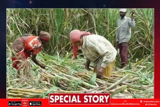 Maharashtra Sugarcane Production