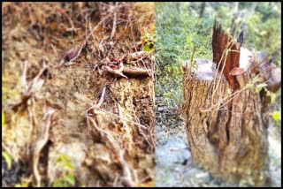 Felling Of Khair Trees In Naina Devi