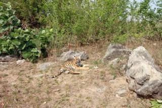 Madhya Pradesh tiger cubs rescue