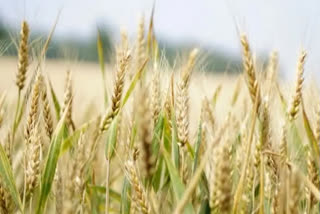 India could have better managed wheat exports and become reliable supplier: Expert