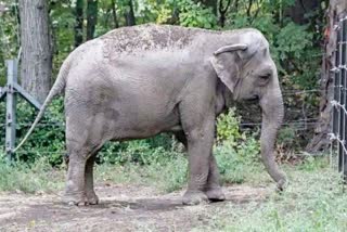 Asian Elephant Happy in Bronx Zoo