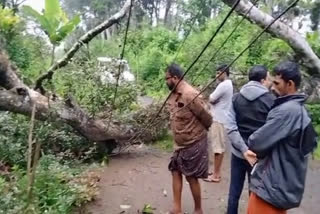 ഇടുക്കിയില്‍ കൂറ്റൻ മരം വീടിന് മുകളിലേക്ക് പതിച്ചു; അപകടം വീട്ടുകാര്‍ ഉറങ്ങിക്കിടക്കവേ, രക്ഷപ്പെട്ടത് തലനാരിഴയ്ക്ക്