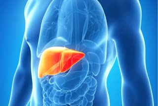 HOW TO MAINTAIN A HEALTHY LIVER