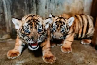 Tiger cub injured in Mandla