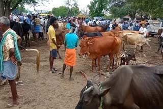 புஞ்சை புளியம்பட்டி வார சந்தையில் ரூ.2 கோடிக்கு கால்நடைகள் விற்பனை!