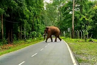 One Elephant In Bengdubi