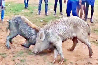 PIG COMPETITIONS : రసవత్తరంగా పందులు పందేలు.. ఎక్కడో తెలుసా..