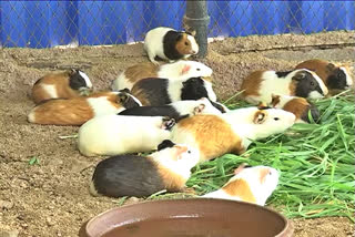 guinea pigs