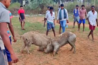 Pig fights conducted in Andhra Pradesh, Pig fights conducted in Eluru, Pig fights trend, Pig fights news, ಆಂಧ್ರಪ್ರದೇಶದಲ್ಲಿ ನಡೆದ ಹಂದಿ ಕಾಳಗ, ಏಲೂರಿನಲ್ಲಿ ನಡೆದ ಹಂದಿ ಕಾಳಗ, ಹಂದಿ ಕಾದಾಟ ಟ್ರೆಂಡ್​, ಹಂದಿ ಕಾಳಗ ಸುದ್ದಿ,