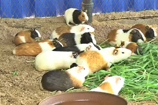 Guinea pigs