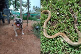 Ferocious fight between pet dog and snake