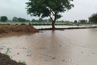 Heavy rain in Belagavi, Vegetable loss over rain in Belagavi, Belagavi rain news, ಬೆಳಗಾವಿಯಲ್ಲಿ ಭಾರೀ ಮಳೆ, ಬೆಳಗಾವಿಯಲ್ಲಿ ಮಳೆಗೆ ತರಕಾರಿ ಬೆಳೆ ನಷ್ಟ, ಬೆಳಗಾವಿ ಮಳೆ ಸುದ್ದಿ,