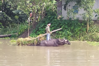 flood-situation-in-barpeta-district