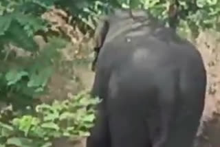 Woman was crushed by elephants