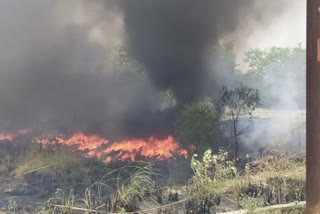 Greater Noida forest fire