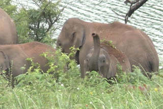 Minister AK Saseendran Elephant Park Chinnakanal Issue  Minister AK Saseendran  Minister AK Saseendran on Elephant Park Chinnakanal Issue  AK Saseendran  ആനപ്പാര്‍ക്ക് പദ്ധതി  ഇടുക്കി ചിന്നക്കനാലില്‍ ആനപ്പാര്‍ക്ക് പദ്ധതി  ഇടുക്കി ചിന്നക്കനാലില്‍ ആനപ്പാര്‍ക്ക് പദ്ധതി നടപ്പിലാക്കുന്നതിന്‍റെ പേരില്‍ കുടിയൊഴിപ്പിക്കൽ  ഇടുക്കി ചിന്നക്കനാലില്‍ ആനപ്പാര്‍ക്ക് പദ്ധതി നടപ്പിലാക്കുന്നതിന്‍റെ പേരില്‍ ആരെയും കുടിയൊഴിപ്പിക്കില്ലെന്ന് വനംവകുപ്പ് മന്ത്രി  വനം വകുപ്പ് മന്ത്രി എ കെ ശശീന്ദ്രൻ