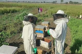 Honey Bee Farming : ખેતીના પાકની સાથે વધુ વળતર આપતી આ પ્રગતિશીલ ખેતી કરશો? જૂનાગઢના ખેડૂતને મળે છે લાભ