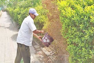 गया के ग्रीन मैन सिकंदर