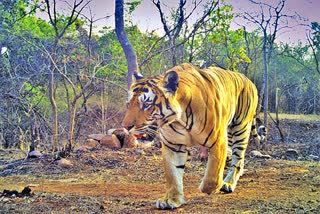 Amrabad tiger reserve