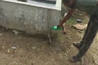 Cobra bathing video goes viral