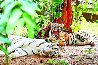 TIGERS IN AMRABAD TIGER RESERVE