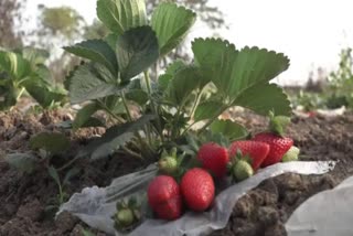 Strawberry Cultivation in Bnakura