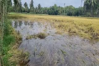 crops damaged by rain in tumkur