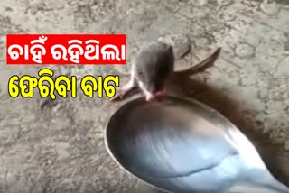 WATCH VIDEO: ମଣିଷ ହାତରୁ ମୂଷା ପିଇଲା ପାଣି, ଶୋଷ ମେଣ୍ଟାଇବା ପାଇଁ କବାଟ ପାଖରେ ବସିଥିଲା ଜଗି