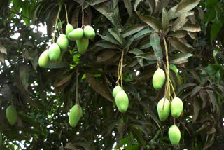 Mango Export affected in Kalbaishakhi on Malda