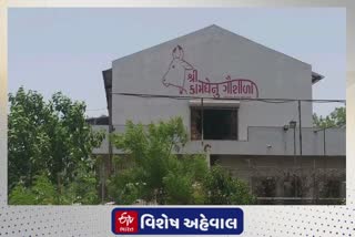 ભાવનગરમાં અબોલની સેવા : વાહ ભાઈ વાહ, અહીં ગરમીમાં રાહત માણતાં પશુપંખીઓ કરી રહ્યાં છે મોજ