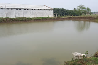 ponds construction and renovation in Sahibganj