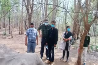 Elephant dies in Surguja