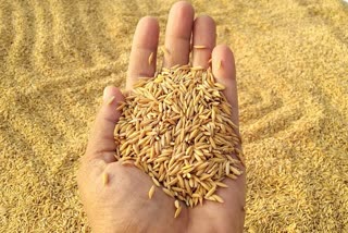 paddy seeds prices