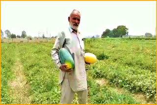 TAIWAN BREED WATERMELON IN PANIPAT