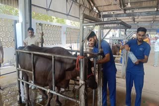 Risk Of Heat Stroke Increased in Milch Animals In Haryana
