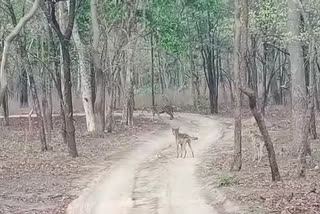 tiger scared of wolves in Pench Tiger Reserve