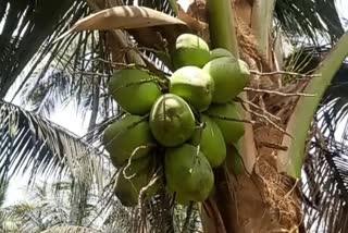 Green Coconut કલ્પવૃક્ષ ની ખેતી કોના માટે બની રહી છે દુષ્કર જાણો અમારા વિશેષ અહેવાલ  મા