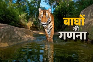 Census of tigers is being done under Corbett Tiger Reserve All India Estimation