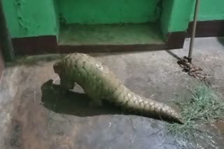 pangolin rescued by stf telangana