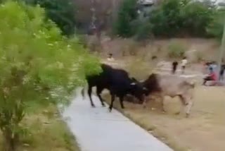 stray cattle fighting in sirsa