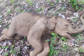 male calf found dead in palakkad  wild elephant calf dead  കാനയിൽ വീണ്‌ കുട്ടിക്കൊമ്പൻ ചെരിഞ്ഞു  കാട്ടാന ചെരിഞ്ഞു