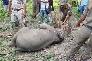 Elephant Calf Died