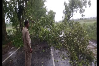 Youth dies after being buried under a tree