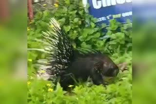 porcupine