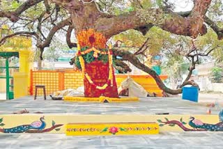 Andhra Pradesh:Neem tree's birthday celebrated in bapatla(centennial celebrations)