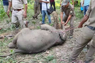 male elephant calf died of lightening in tripura fores