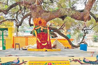 Neem trees birthday celebrated in bapatla