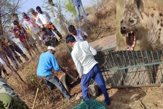 hyena hunted goat in Kawardha