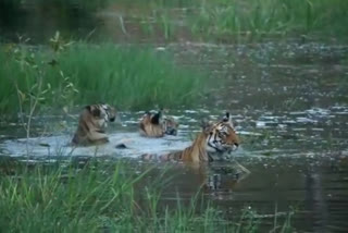 Shahdol Tiger Swimming Video